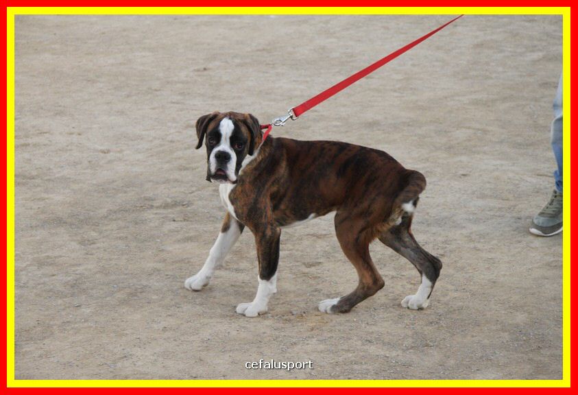 180311 mostra_canina 130.jpg